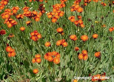  Pilosella aurantiaca 